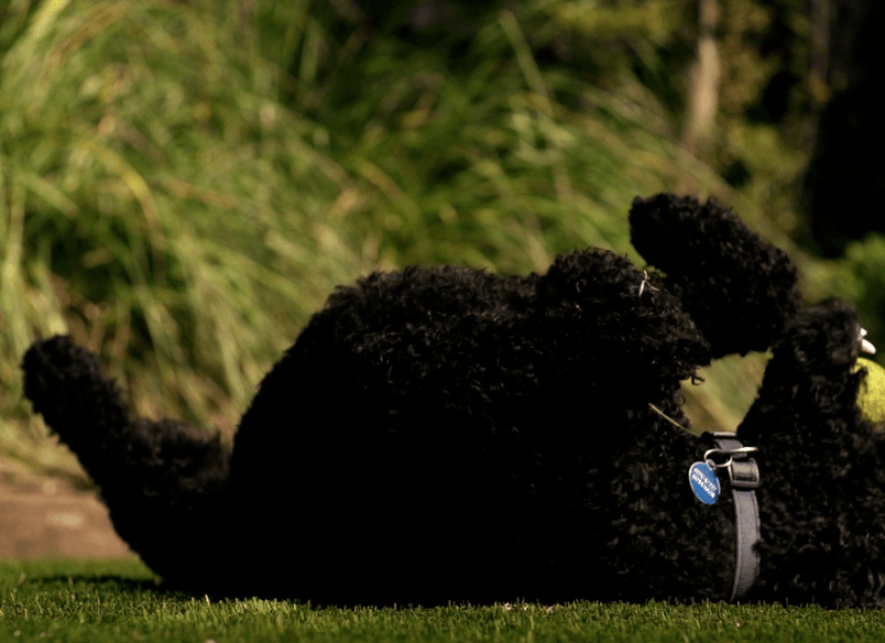 Urban Upgrade in Merivale