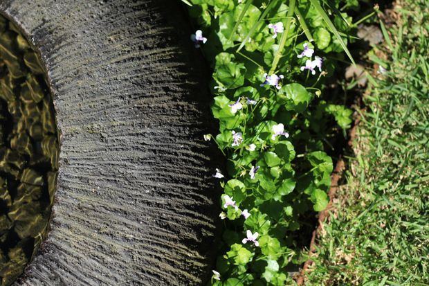 Close-up outdoor view of a dark, textured stone or concrete water feature edge beside a shallow rippling water channel, with green groundcover plants and small pale flowers growing alongside it.