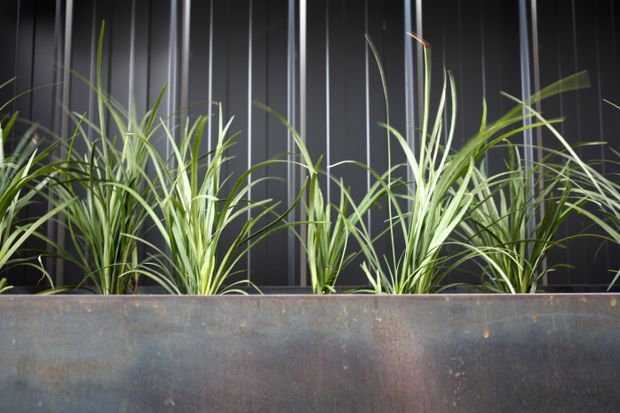 Close-up exterior detail of tall ornamental grasses planted in a long, dark weathered metal planter set against a black vertically ribbed wall or facade. The composition is minimalist and strongly texture-focused, with green foliage contrasting against the dark architectural backdrop.