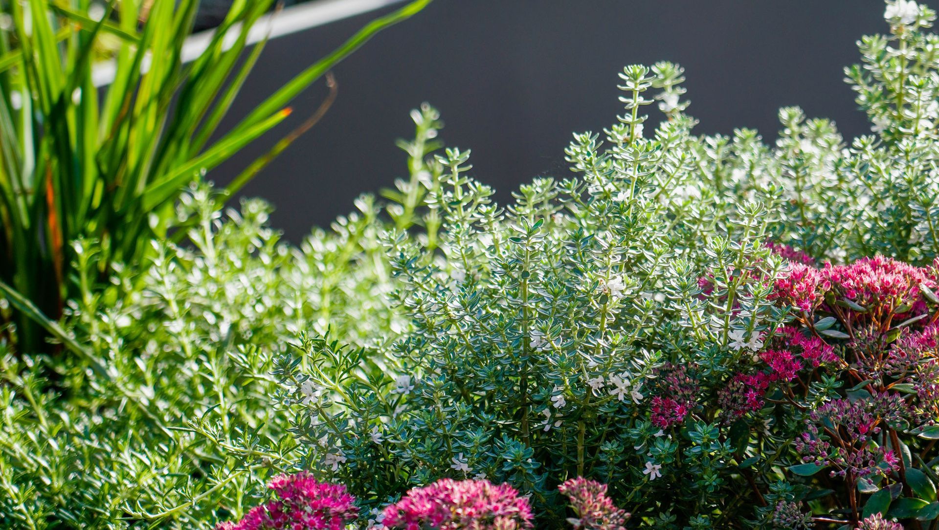 Agnes Street | East Melbourne banner