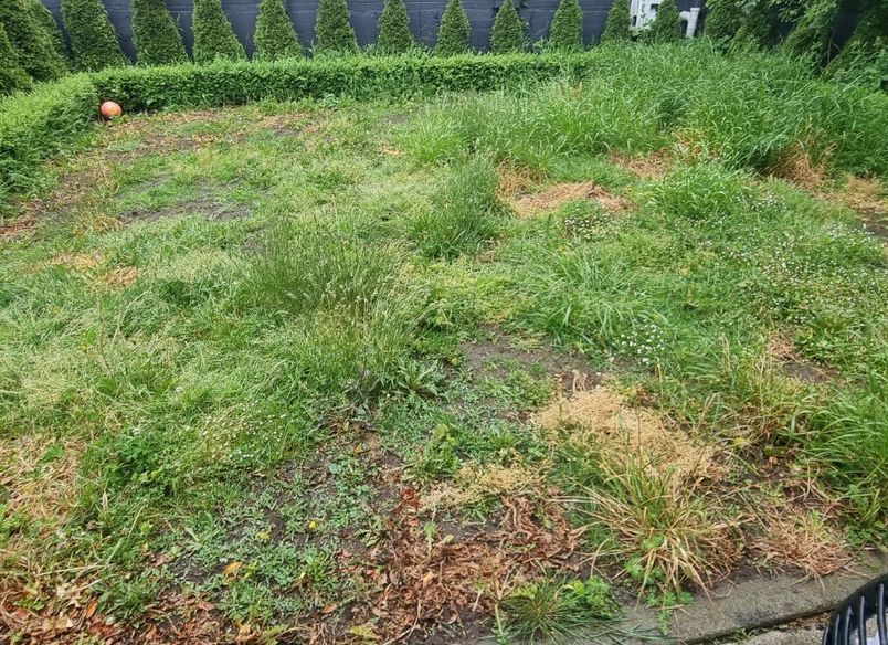 Transforming Charlotte’s Lawn – A Great Investment