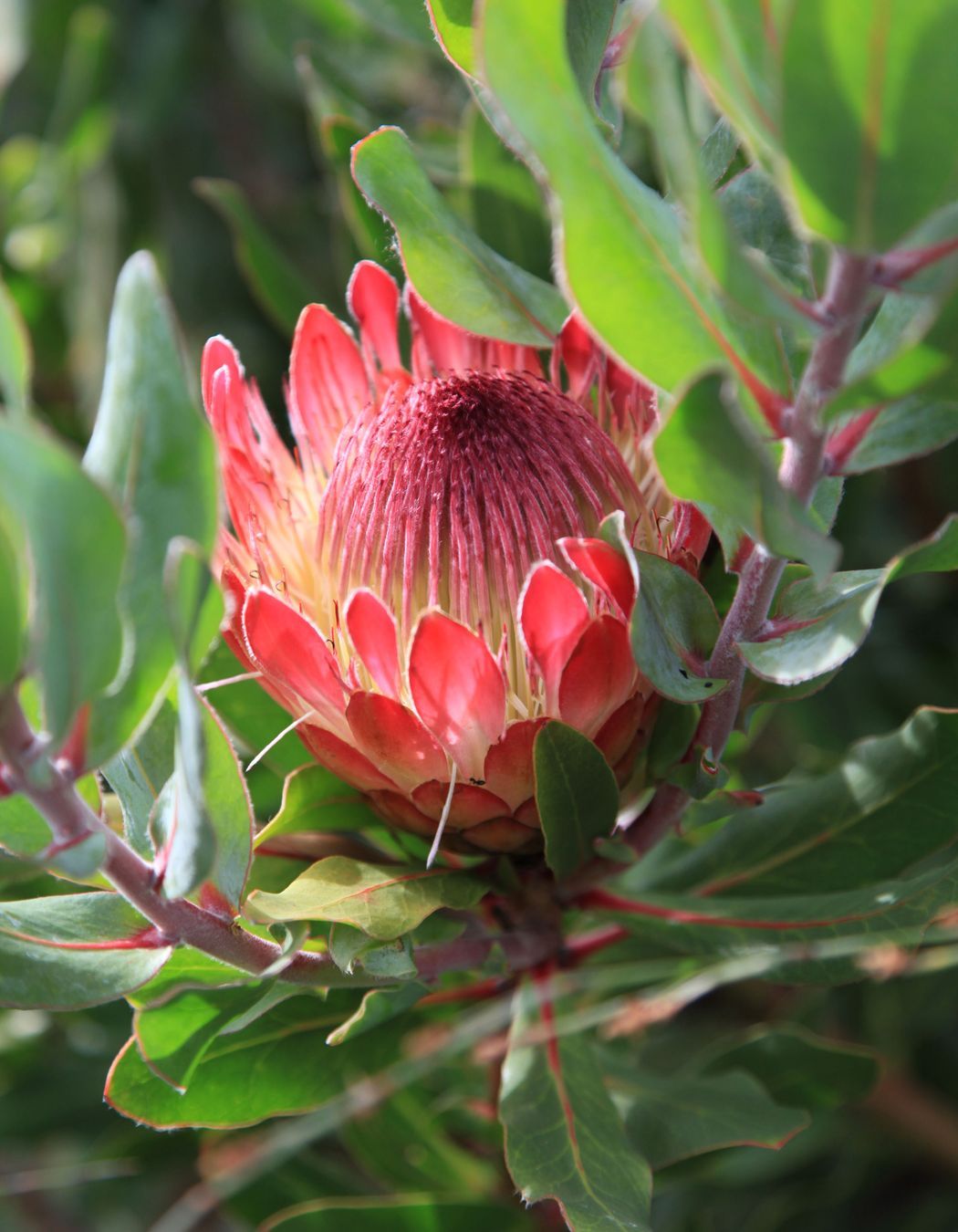 Hardy South African proteas can withstand the long hot summers with no rain