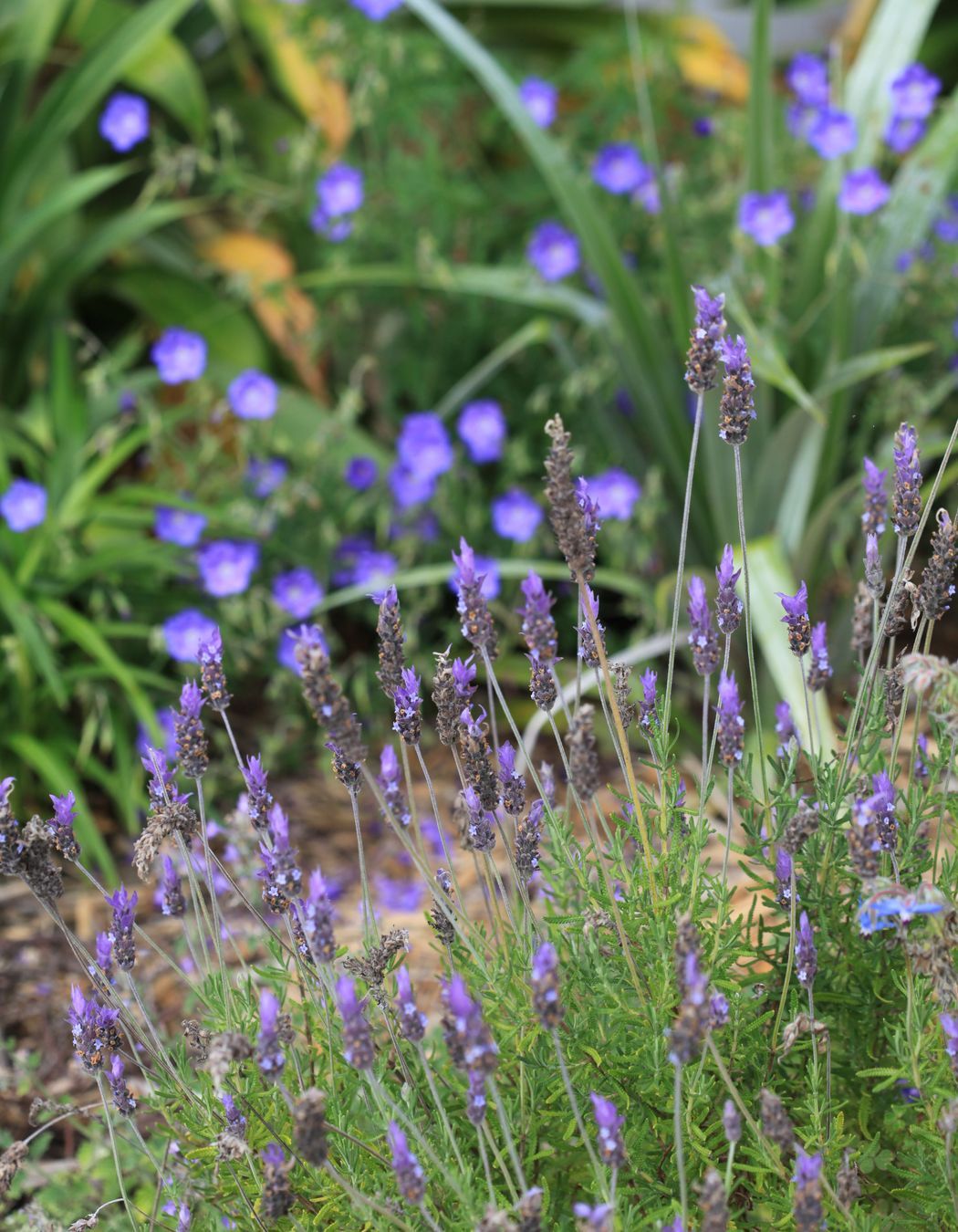 Lavender with Geranium 'Rozanne' in the background