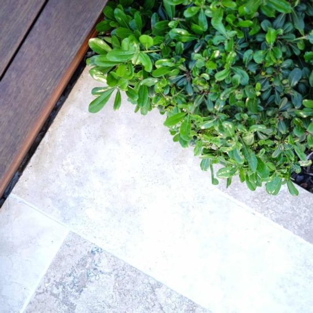 Close-up view of a landscaped outdoor walkway or terrace edge, showing pale concrete paving beside a dark timber deck and dense glossy green planting.