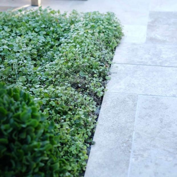 Close-up view of a landscaped garden edge with dense low-growing green groundcover planted alongside a pale grey stone-paved walkway. The image focuses on the crisp transition between the soft planting bed and the linear paving.