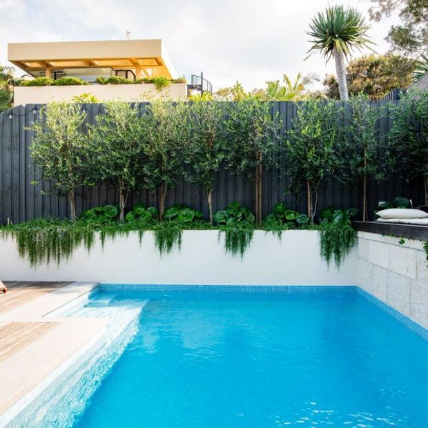 Bright landscaped residential pool area with a vivid blue swimming pool, pale paving, a white rendered retaining wall, dark vertical timber fencing, dense planting, and an integrated raised bench or lounge ledge. A modern flat-roofed home is visible beyond the garden fence.