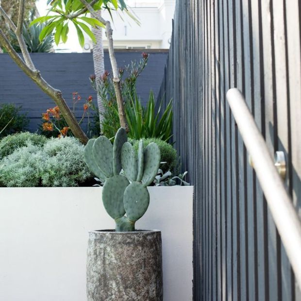 A landscaped entry courtyard beside a dark vertical timber-clad wall, featuring a potted prickly pear cactus in a weathered cylindrical planter, raised white planter boxes, and layered sculptural planting. The scene has a contemporary, textural outdoor design with a narrow handrail visible along the wall.