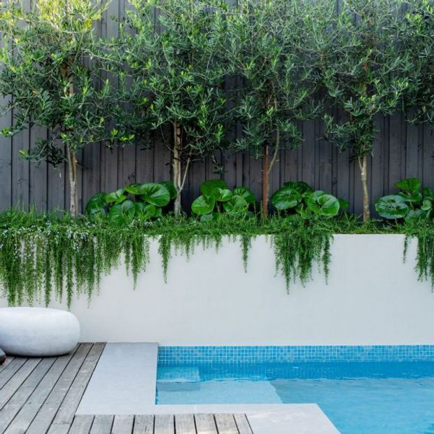 A contemporary landscaped pool area with a bright blue tiled swimming pool bordered by pale concrete coping and a timber deck. A raised white rendered planter contains layered green planting, including slender trees, broad-leaf plants and trailing greenery, backed by a dark vertical timber privacy fence.