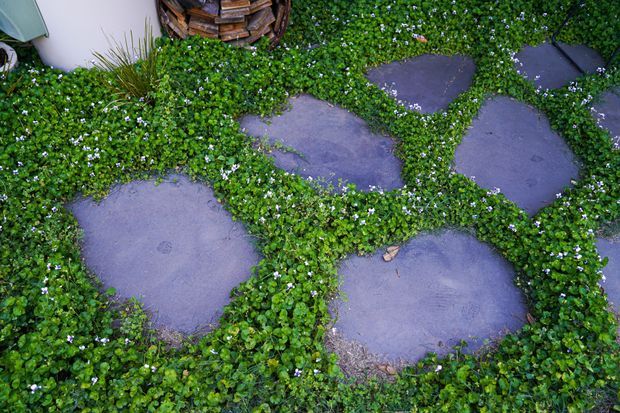 Close-up overhead view of irregular dark stone stepping pavers set into dense green groundcover, with small white flowers and a partial timber feature visible at the edge.