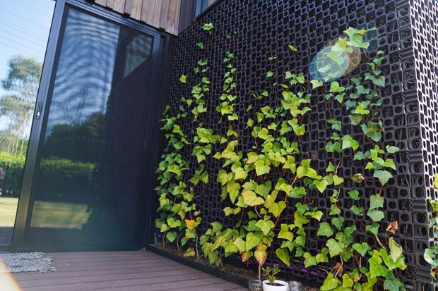 Exterior close-up of a modern building corner with dark-framed glazing and a timber deck beside a black perforated screen wall covered in climbing greenery. The textured screen forms a strong architectural feature and provides privacy while supporting planted vines.
