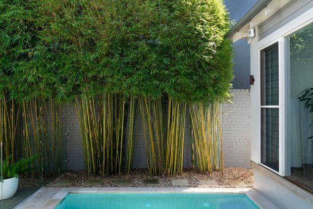 A compact courtyard-style outdoor area beside a modern house, featuring a turquoise swimming pool in the foreground, a dense screen of tall bamboo, and a white-painted brick boundary wall. White-framed glazed doors open onto the pool area, with a small potted plant visible at the edge.