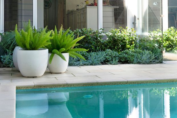 A bright outdoor pool edge beside a tiled patio, with turquoise water in the foreground and lush layered planting in white planters and garden beds against a glazed building facade. The scene has a clean, contemporary resort-like appearance.