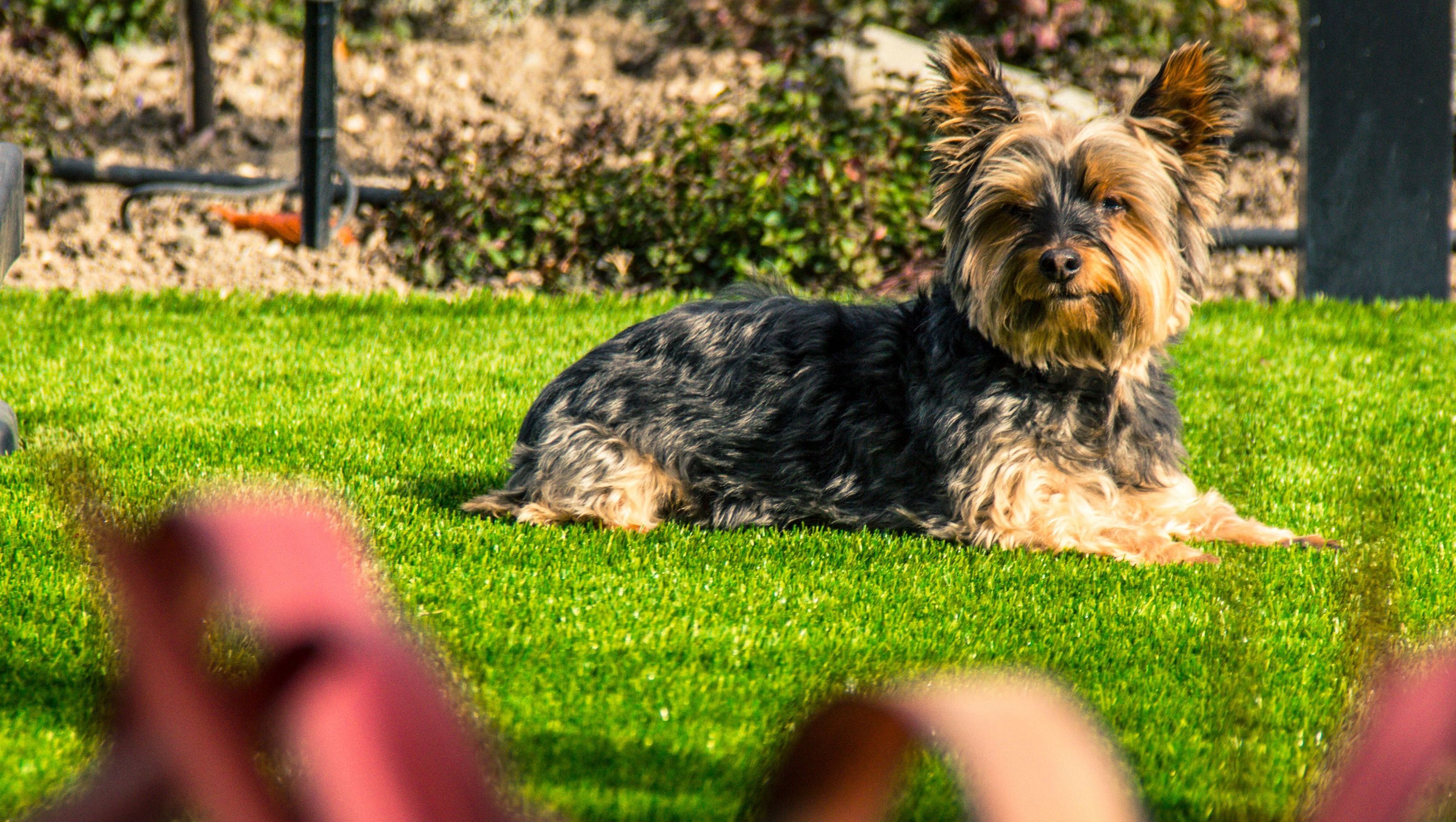 Dog Damaged Lawn