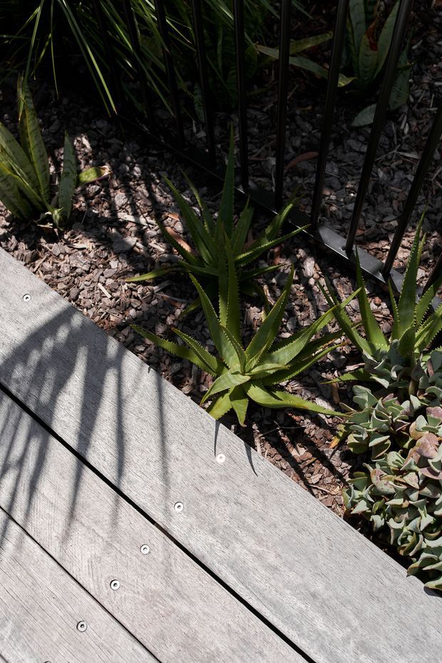 Close-up view of a weathered grey timber deck beside a planted garden bed. Succulent and aloe-like plants grow through dark mulch and gravel, with a black metal railing behind them. Strong sunlight creates striped shadows across the decking.