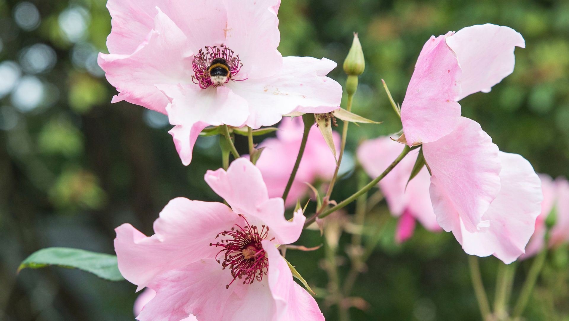 Parnell House I banner