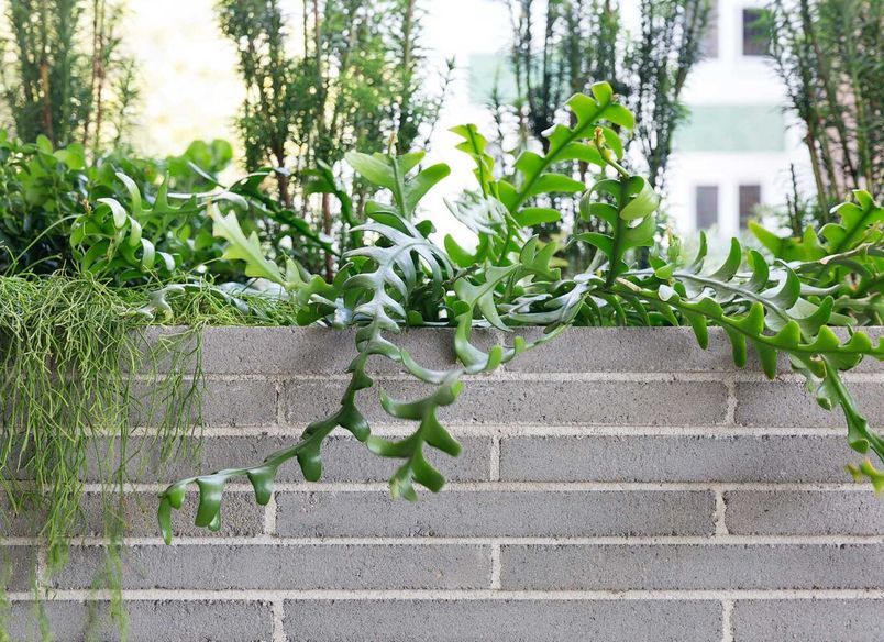 Potts Point Courtyard