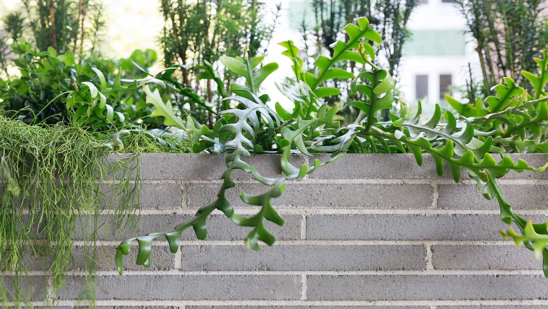 Potts Point Courtyard banner