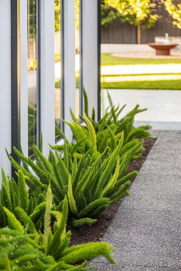 A close-up exterior view of a contemporary building edge with tall glazed windows framed in white and dark metal. A landscaped planting bed of bright green upright plants borders a smooth grey paved walkway, with a lawn, timber privacy fence, and outdoor bench visible beyond. The scene has clean modern lines and strong indoor-outdoor connection.
