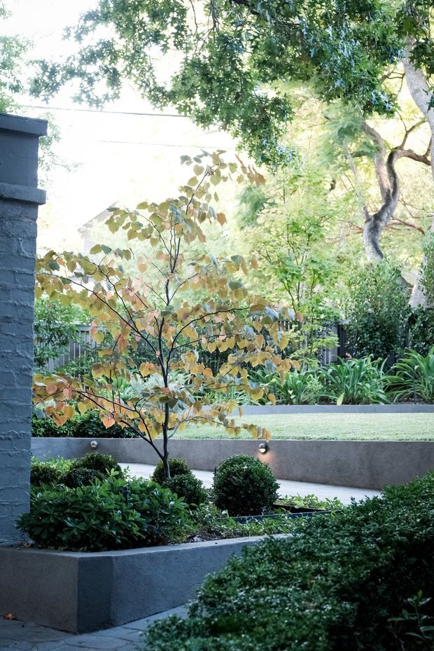 A landscaped residential courtyard or garden viewed beside a dark painted brick wall. The space features tiered rendered planter walls, clipped shrubs, a small deciduous tree, lush layered planting, a narrow paved walkway, and subtle low-level wall lighting. The garden has a refined, structured contemporary design with mature greenery.