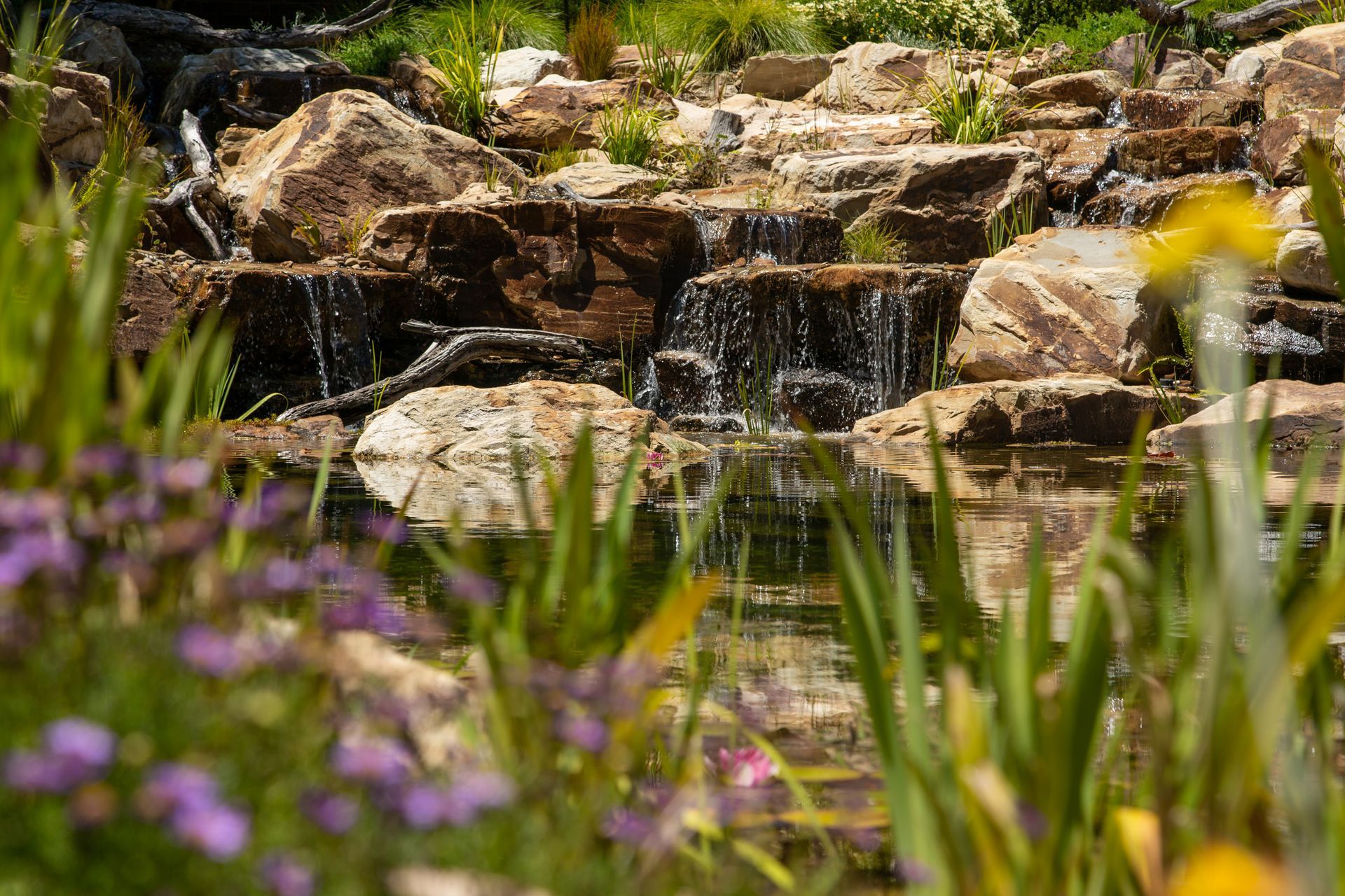 Crafers Aquatic Habitat