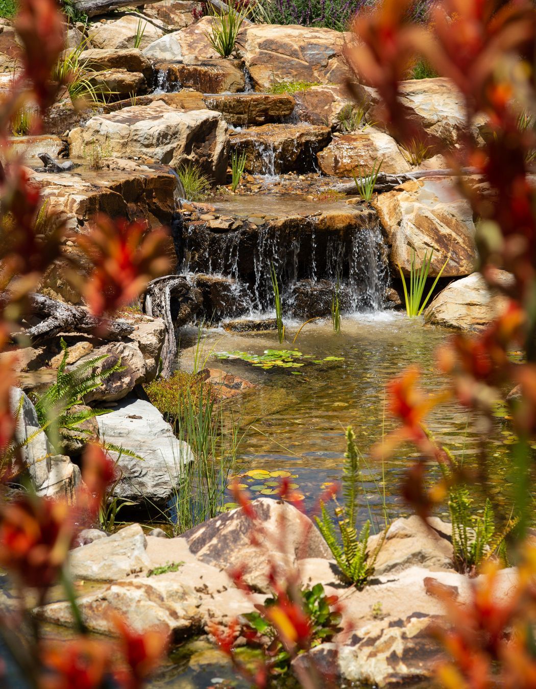 Crafers Aquatic Habitat