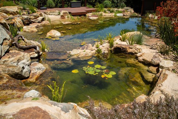 A naturalistic landscaped pond with clear water, lily pads, layered rock edges, aquatic plants and surrounding garden vegetation. A timber deck and dark garden structure are visible in the background, creating a tranquil outdoor setting.