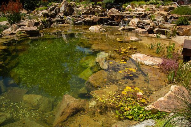A naturalistic landscaped pond with clear green water, submerged rocks, lily pads, flowering aquatic plants, and a rocky waterfall and stream edge. Large irregular stones, ornamental grasses, and dense planting create an organic garden setting, with a small timber edge or platform visible at the right.