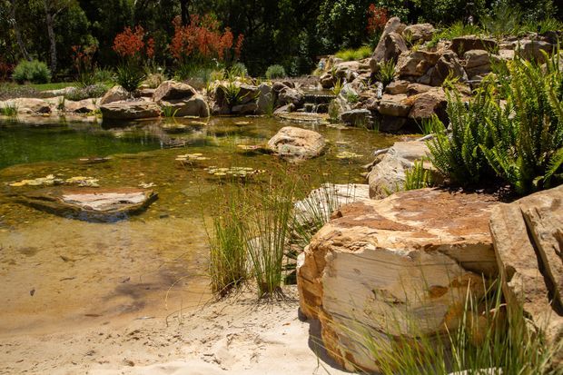 A naturalistic landscaped pond edged with layered sandstone boulders and shallow sandy banks. The water contains lily pads and aquatic planting, while ferns, grasses, shrubs, and trees surround a small rocky cascade and waterfall. The scene is sunlit and organic, resembling a garden water feature or swimming-pond landscape.