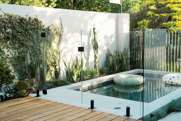 A contemporary courtyard pool area with a timber deck, clear frameless glass pool fencing, pale concrete surrounds, and a compact rectangular plunge pool. Dense sculptural planting, including succulents, snake plants, grasses, and cacti, lines the white rendered boundary walls and vertical metal privacy screen. Floating pool loungers add a relaxed outdoor feel.