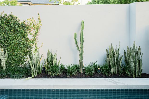 A landscaped pool edge with a narrow planting bed against a smooth pale wall. The bed contains tall cacti, snake plants, grasses, and climbing greenery, with a white rendered pool coping and dark teal mosaic pool water in the foreground. A neighbouring roofline and trees are faintly visible above the wall.