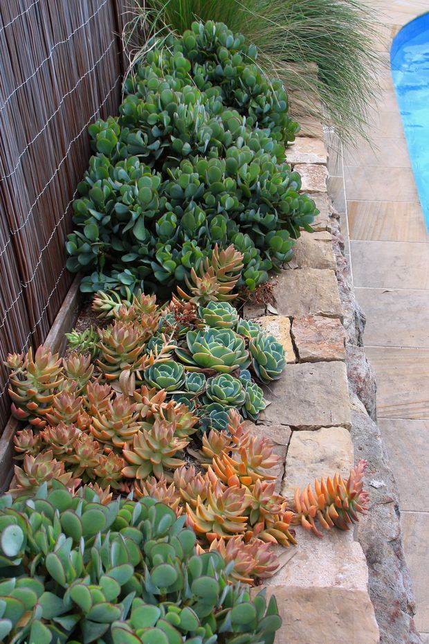 A landscaped poolside garden bed densely planted with green and reddish succulents, bordered by a rustic stacked-stone edging and a dark reed privacy screen. A tiled pool surround and a small section of bright blue swimming pool are visible to the right, with ornamental grasses adding height near the rear.
