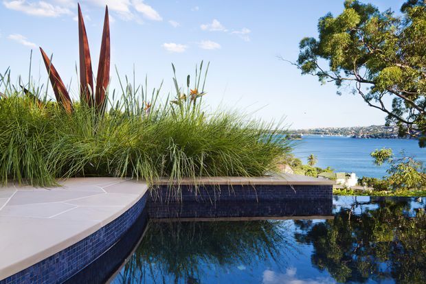 A landscaped infinity pool terrace overlooking a blue coastal waterway, with curved pale stone paving, dark blue mosaic pool tiling, dense ornamental grasses and sculptural red-leaf plants. A mature tree frames the right side, and distant residential development is visible across the water.