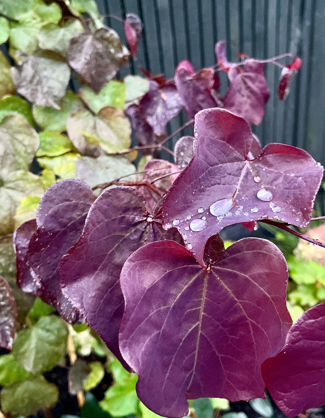 Taupo Driveway Refurbishment