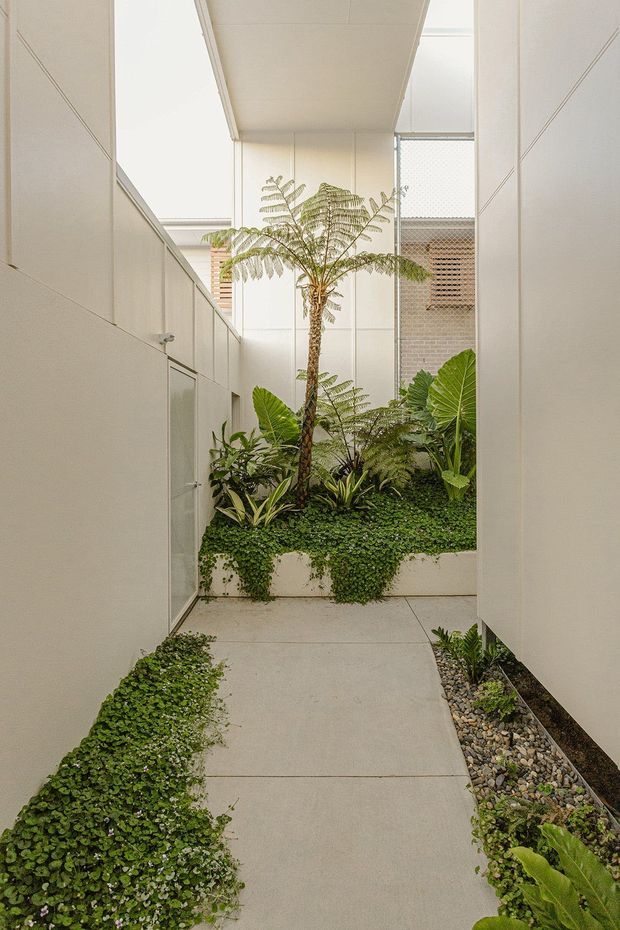A narrow, light-filled internal courtyard or garden walkway between pale rendered walls. The path is finished in large light-grey concrete slabs and bordered by lush tropical planting, including a tall tree fern, broad-leaf plants, groundcover, and gravel drainage beds. High-level glazing and a screened brick wall are visible beyond, creating a sheltered contemporary courtyard with a strong indoor-outdoor connection.
