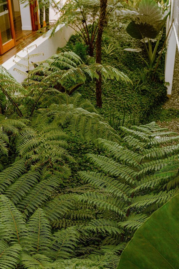 A lush landscaped courtyard or indoor-outdoor garden densely planted with tree ferns, broad-leaf tropical plants, and climbing greenery. White building walls and timber-framed glazing are visible around the perimeter, creating a secluded, rainforest-like residential setting.