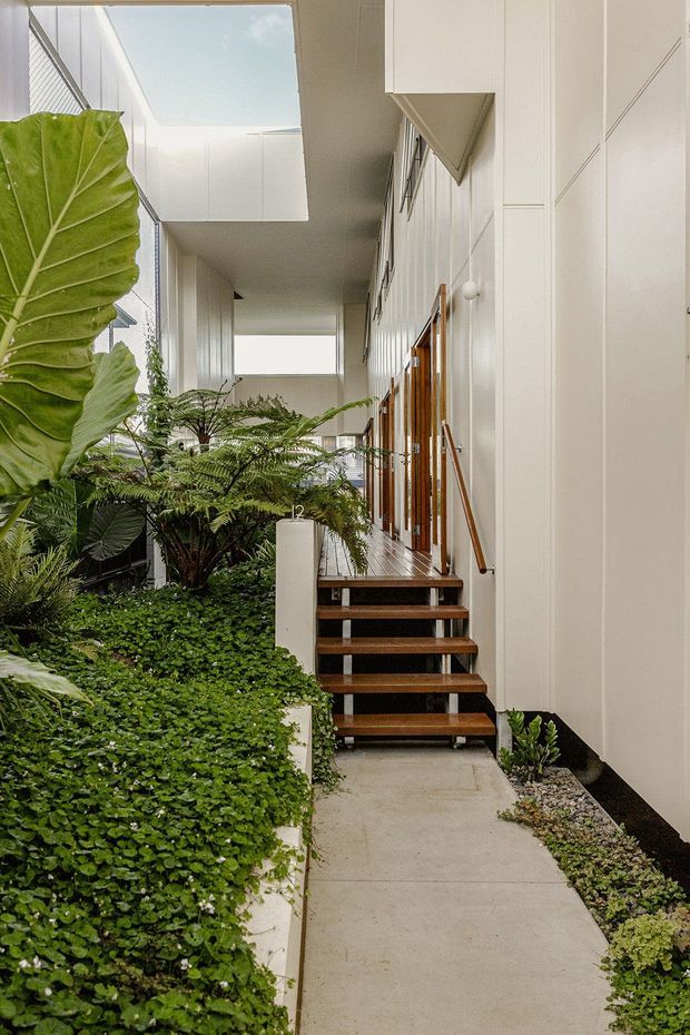 A narrow, light-filled internal courtyard walkway leading to a raised entry with timber stairs. The space features lush tropical planting, white paneled walls, large clerestory/skylight openings, timber-framed glazing and doors, exposed concrete paving, and a simple metal handrail. The composition emphasizes a garden-integrated circulation space with strong vertical walls and overhead openings.