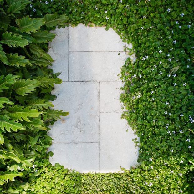 Top-down view of a pale stone-paved garden pathway bordered closely by dense green foliage and small white flowers, creating a lush framed walkway.