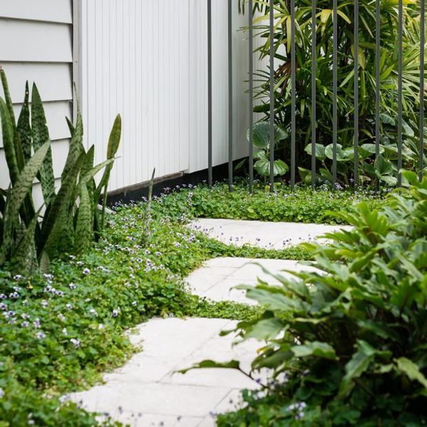 A narrow landscaped external walkway with pale irregular stepping stones winding through dense low groundcover and tropical planting. The path runs beside a light grey weatherboard-clad building and a vertical metal-bar screen or fence, creating a lush, private garden approach.