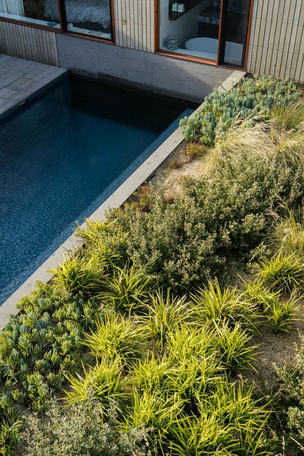 A landscaped outdoor pool courtyard beside a modern building. The dark rectangular swimming pool is edged with pale concrete or stone coping, while dense grasses and low sculptural planting fill the foreground. The building has vertical timber cladding, exposed concrete walls, and large timber-framed windows revealing interior furnishings and a bathtub. The image has a contemporary, natural, resort-like atmosphere.