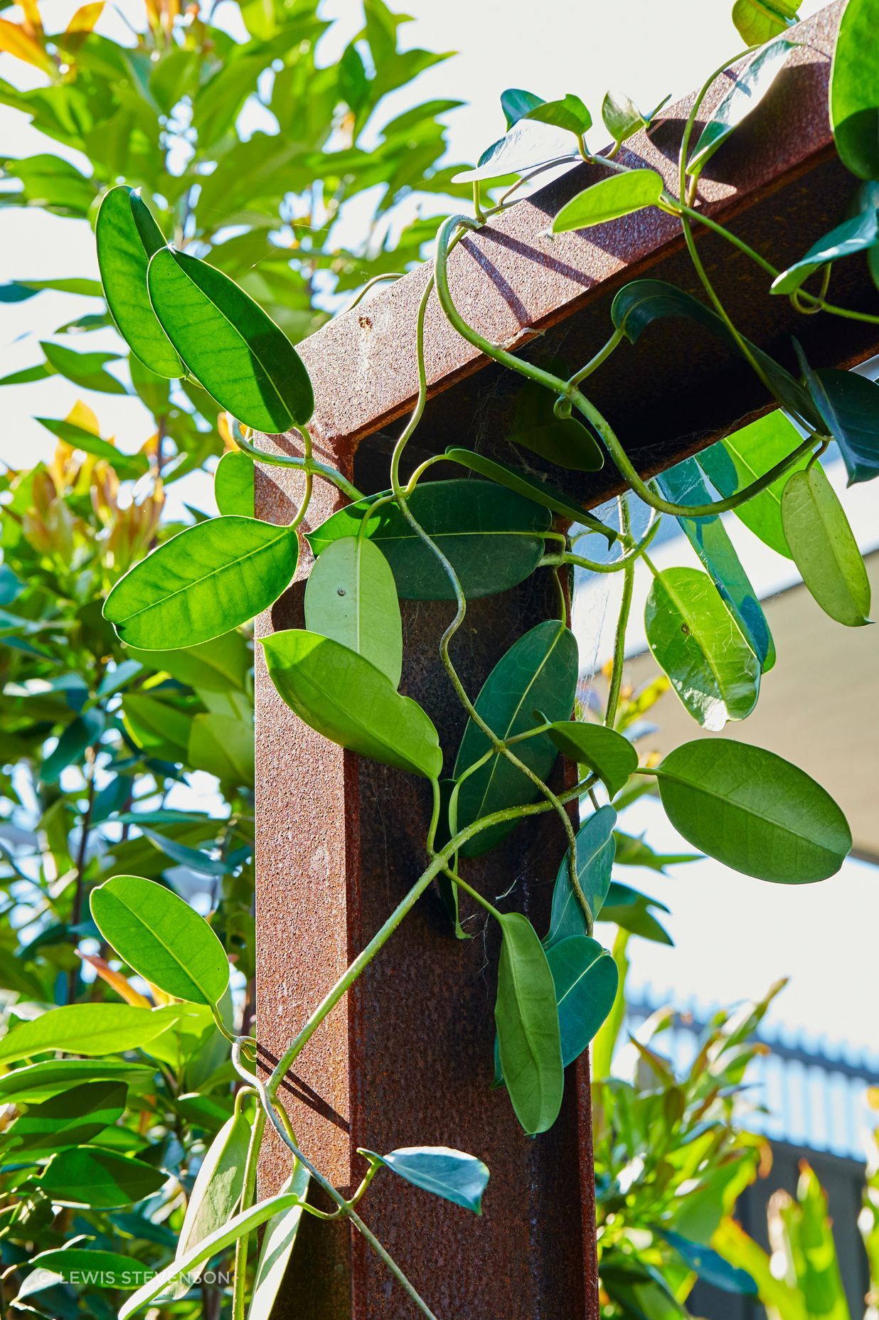 St Thomas St. by Landsberg Garden Design ArchiPro AU