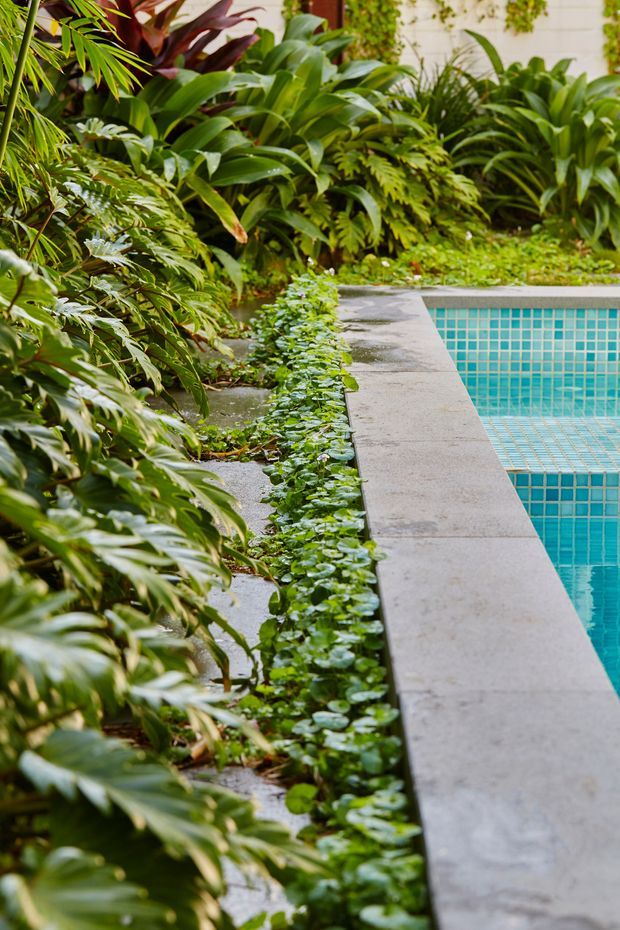 A lush tropical garden border beside a swimming pool. Dense broad-leaf planting and groundcover frame a turquoise tiled pool with a wide grey concrete or stone coping, creating a secluded courtyard-like outdoor setting.