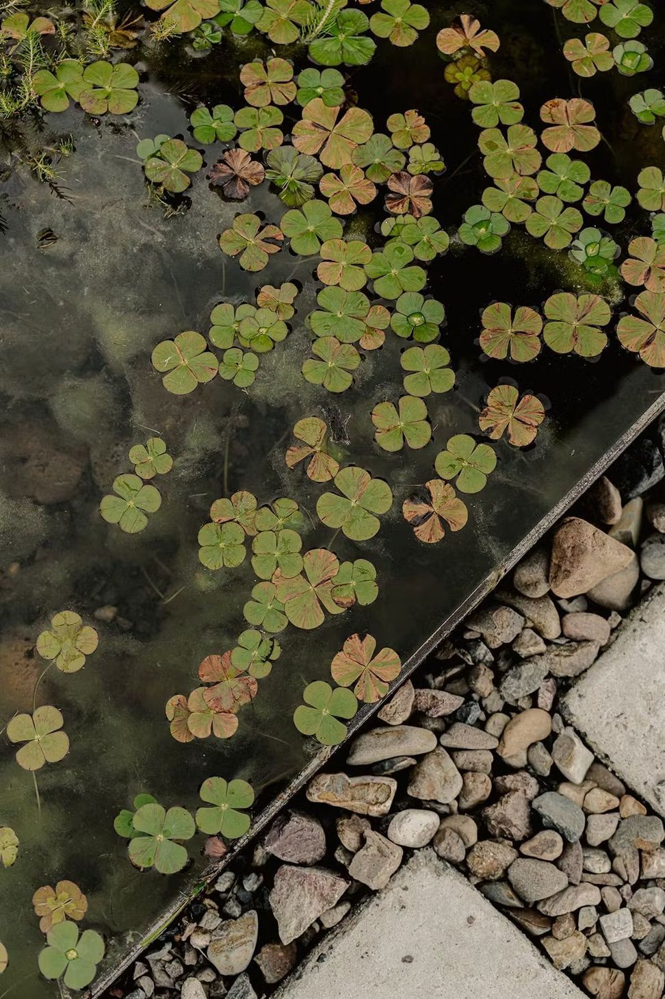 Lilly-flowers-pond-.jpeg