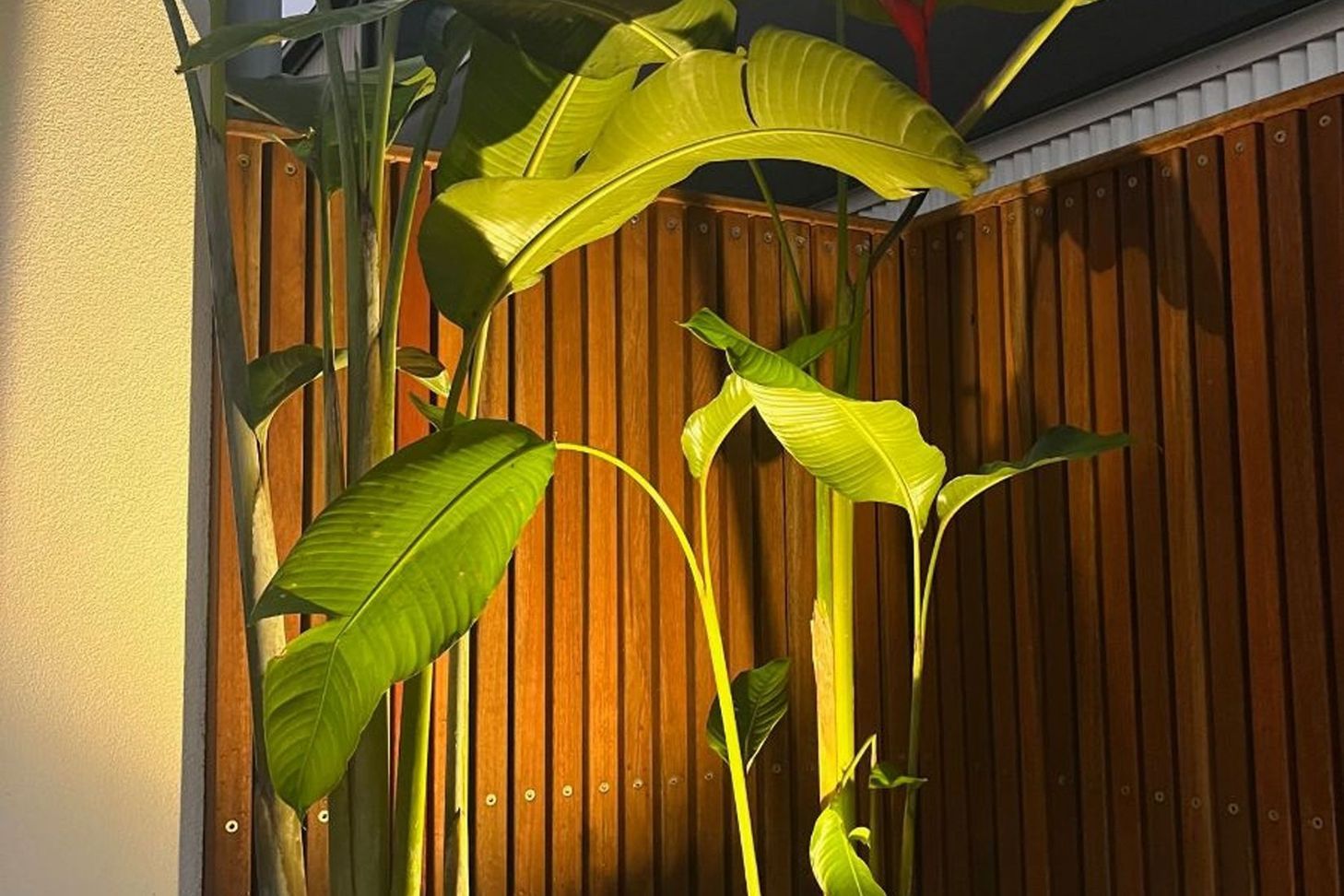 GARDEN LIGHTS