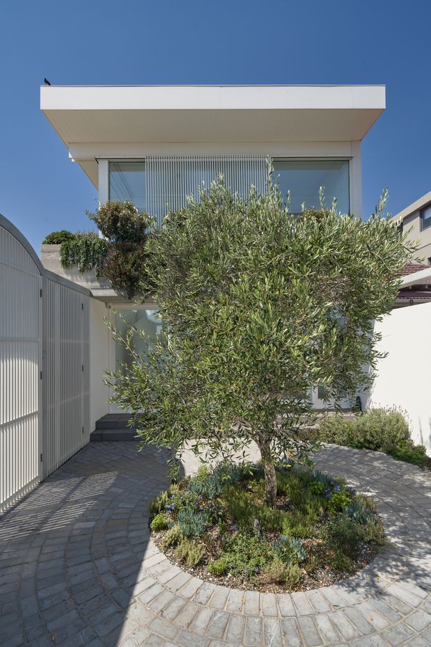 A bright exterior view of a contemporary two-storey residence, focused on a landscaped front courtyard. A mature olive tree and low planting sit in a raised circular garden bed surrounded by grey cobblestone paving. The house has a clean white facade, broad flat roof overhang, large glazed upper-level openings with vertical screening, and a tall white slatted gate at the left.