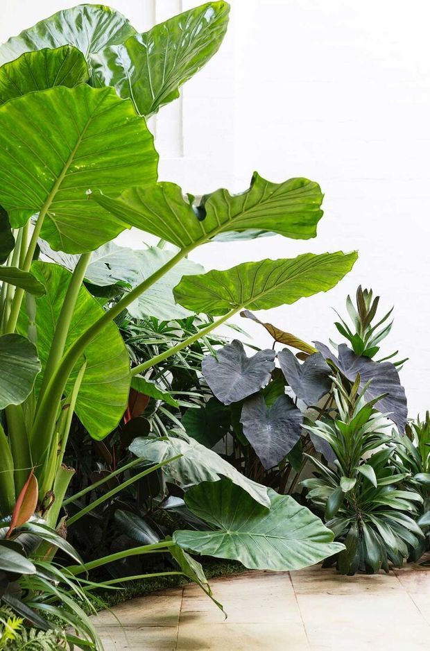 A lush tropical indoor or sheltered garden filled with large elephant-ear foliage and layered green and purple-leaved plants. The planting sits against a bright white backdrop and transitions onto pale tiled flooring, creating a dense botanical display with a fresh, organic atmosphere.