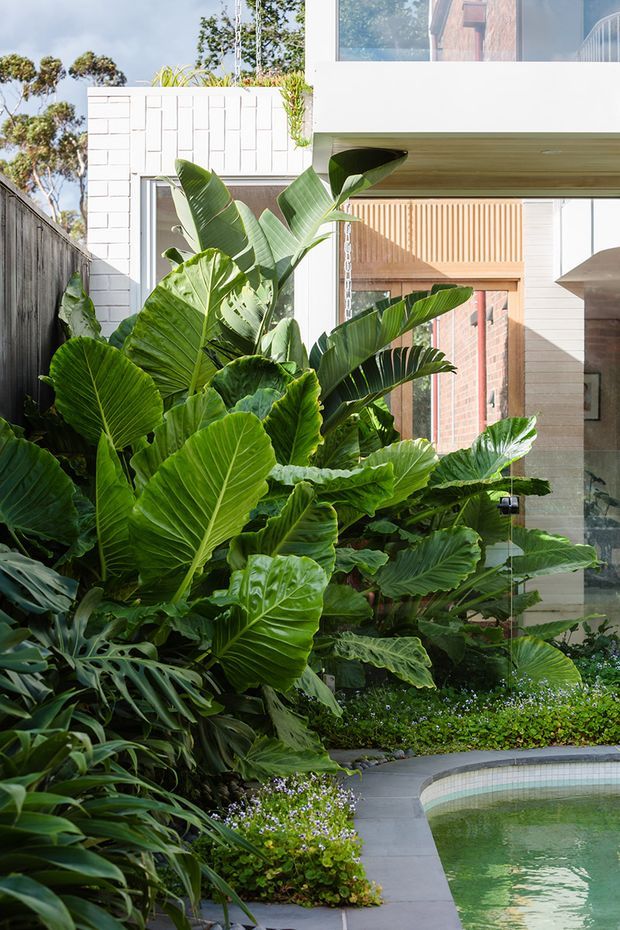 A lush landscaped courtyard garden beside a small curved-edge pool, with dense tropical foliage including large elephant-ear and banana-like leaves. A contemporary white masonry house with large glazing, timber screening, and exposed brick elements forms the backdrop. The scene is bright, green, and private, with dark paving around the pool.