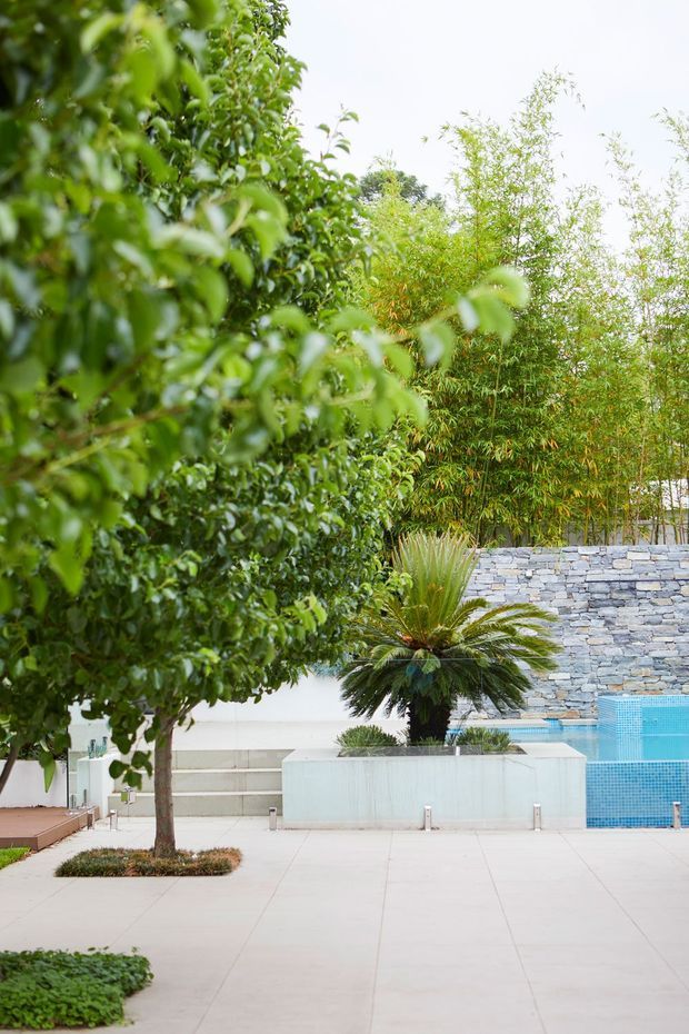 A landscaped contemporary courtyard with large pale paved surfaces, mature leafy trees, bamboo screening, a raised planter containing a cycad, and a blue tiled swimming pool. A low dry-stone retaining wall forms the backdrop, with clean white rendered walls and minimal detailing creating a calm garden setting.
