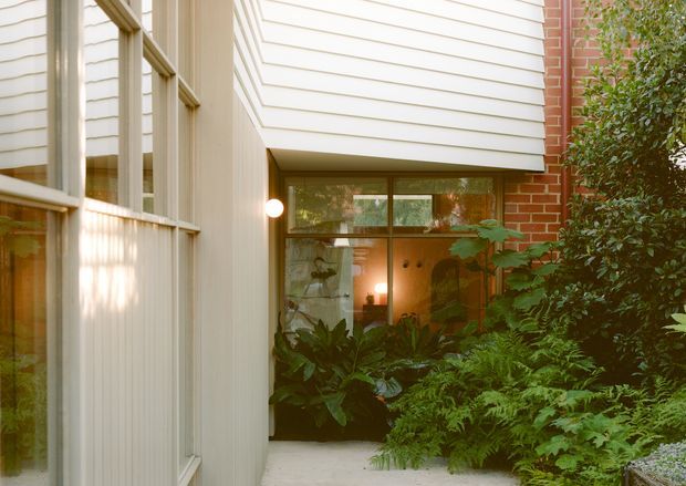 A close architectural view of a leafy courtyard passage between building volumes. White horizontal weatherboard cladding and light-coloured framed glazing contrast with a red brick wall, while dense ferns and broad-leaf planting surround a recessed glazed opening. Warm interior light is visible through the windows.