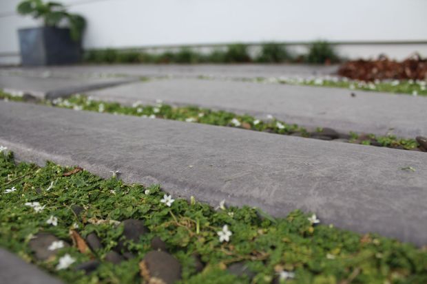 Low-angle close-up of broad grey concrete stepping slabs set across a planted groundcover surface, with small white flowers and scattered stones between the slabs. A blurred planter and low greenery appear against a pale wall in the background.