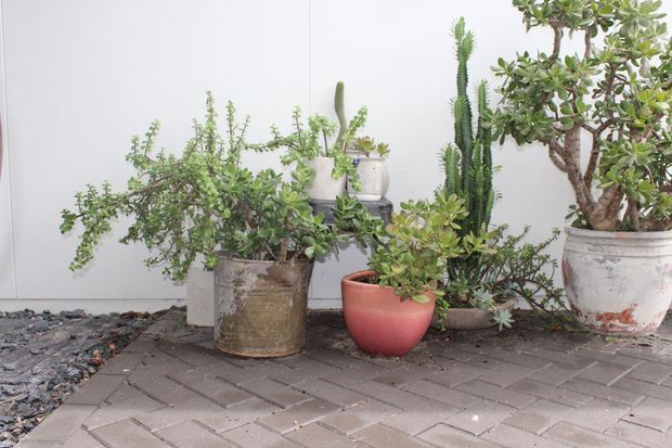 A small outdoor courtyard or patio vignette with a collection of potted succulents, cacti, and sculptural plants arranged against a plain light wall. The ground is paved with dark interlocking brick, with a strip of loose dark stone along the edge. The scene has a restrained, contemporary garden aesthetic.